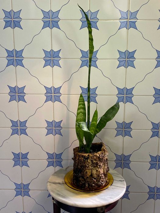 vasos de cortiça natural.