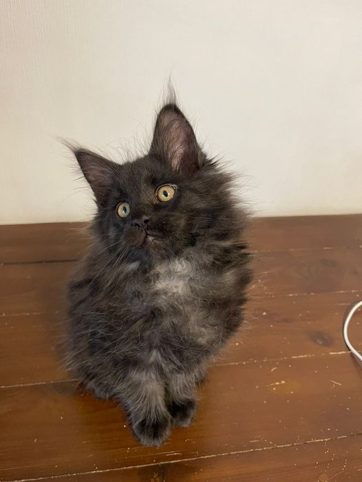 Мейн кун чорний дим Козак