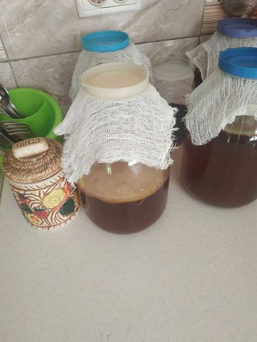 Чайный гриб "Комбуча".