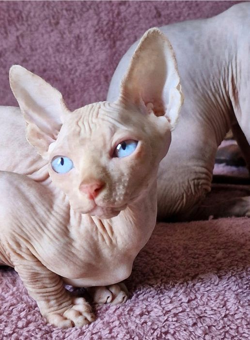 Niebieskooki kocurek sfinks kanadyjski