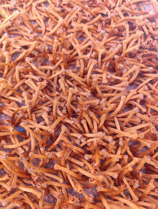 Tapetes felpudos