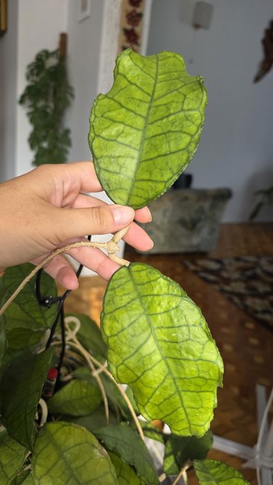 Hoya Nong Nooch iml 1541
