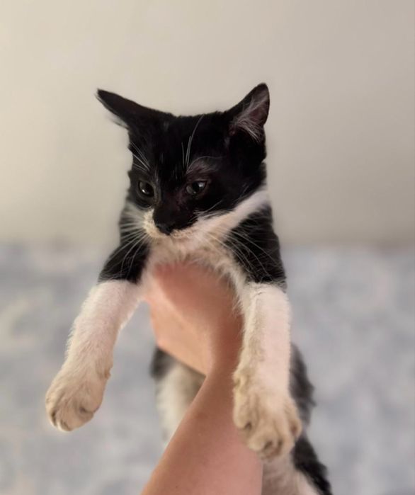 Кошенятка в добрі руки