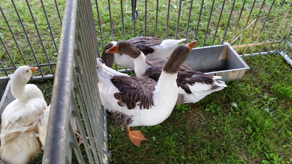 Gęs na wagę rożnego rodzaju dowóz gratis