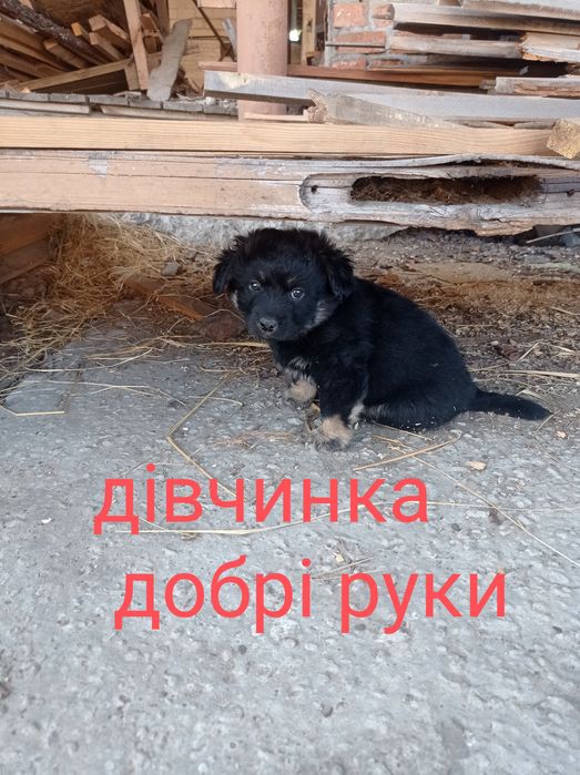 щенята безкоштовно