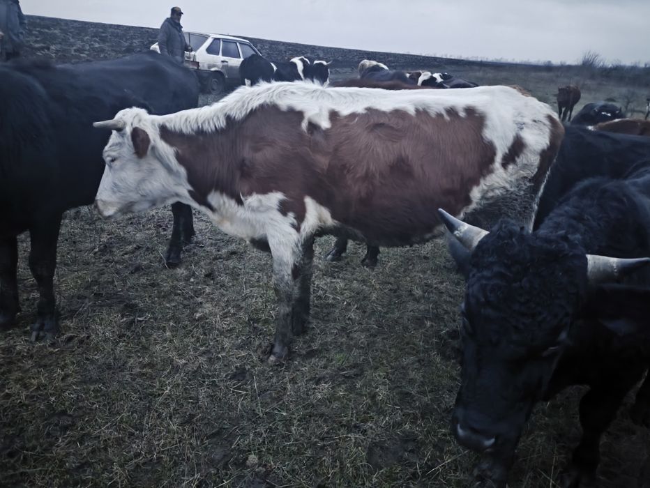 Продам глибоко тільних телиць. Крс