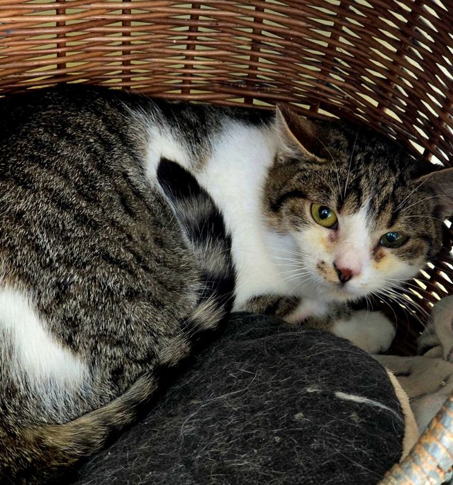 Mała Mi - piękna, młoda kocica do adopcji. Kot szuka domu.