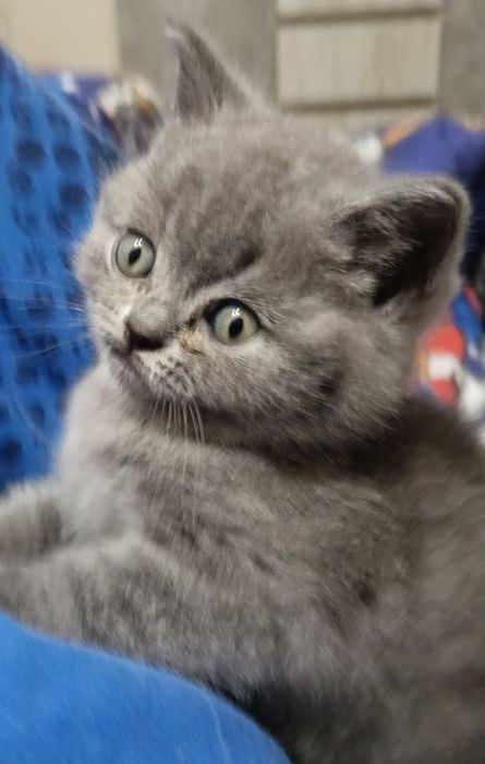 Неперевершене  кошеня для вашого комфортного життя.