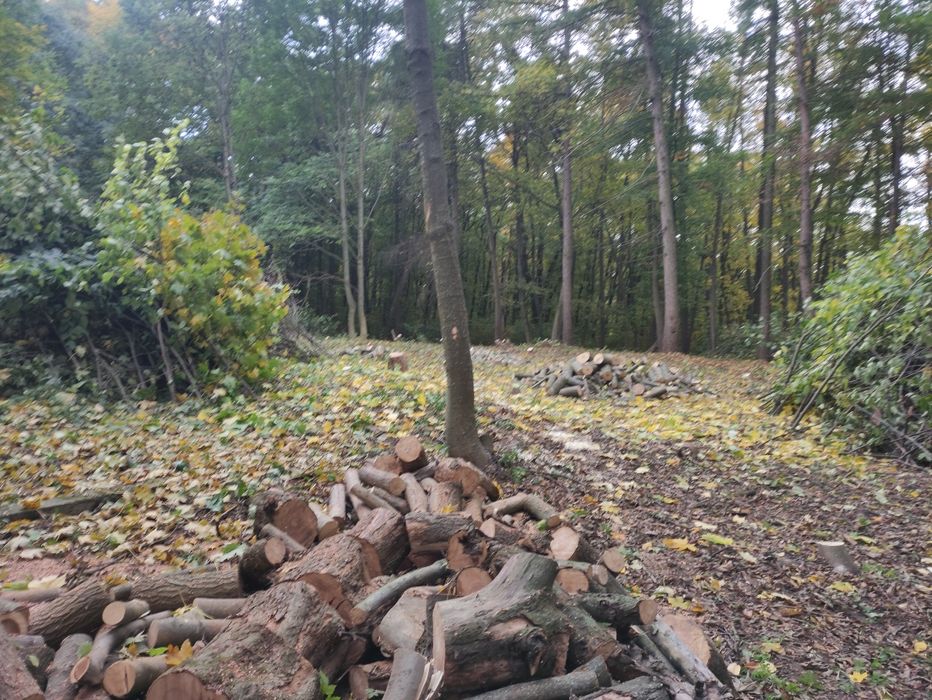 Зрізання Дерев ,Зрізка Дерев