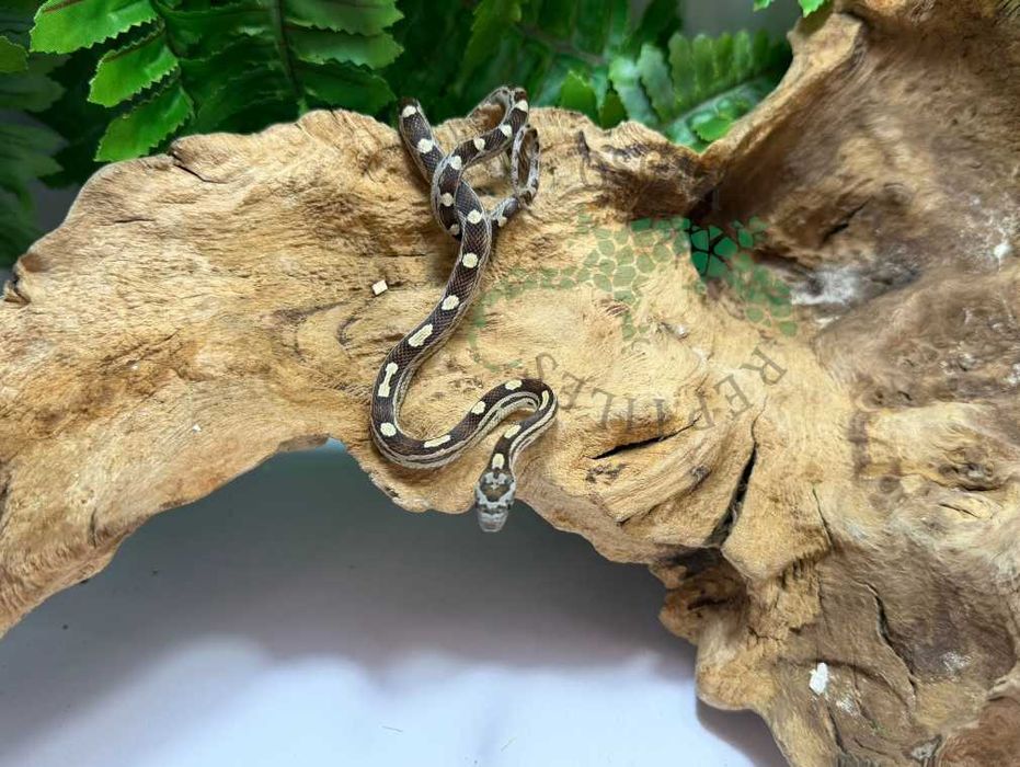 Wąż zbożowy węże zbożowe Warszawa