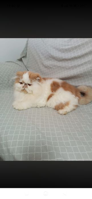 Macho persa com pedigree