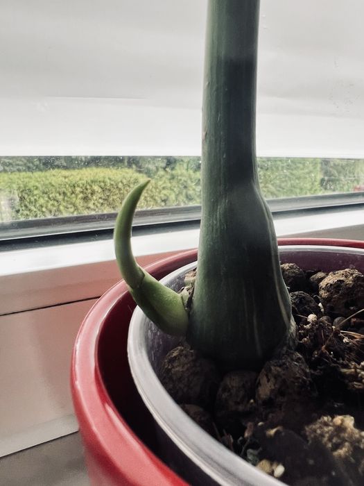 Monstera Thai Constelation