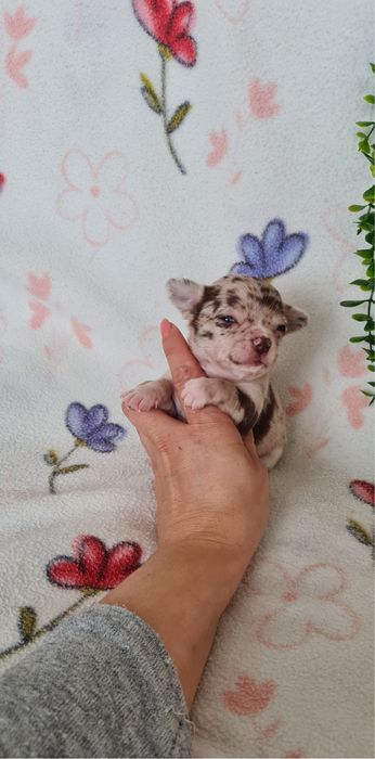 Excecional menino mini merle Chihuahua/Chiuaua de Qualidade