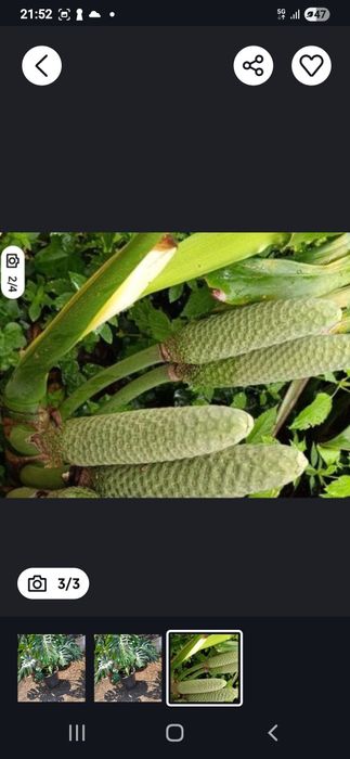 Planta Costela de Adão de folha gigante, esta planta  dá frutos maravi