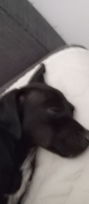 Cachorra com cerca 2 /3 meses