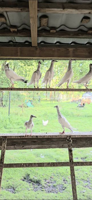 Srebrniaki młode i  rozpłód okazja