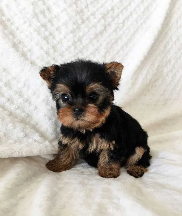 Продаж цуценят йорка