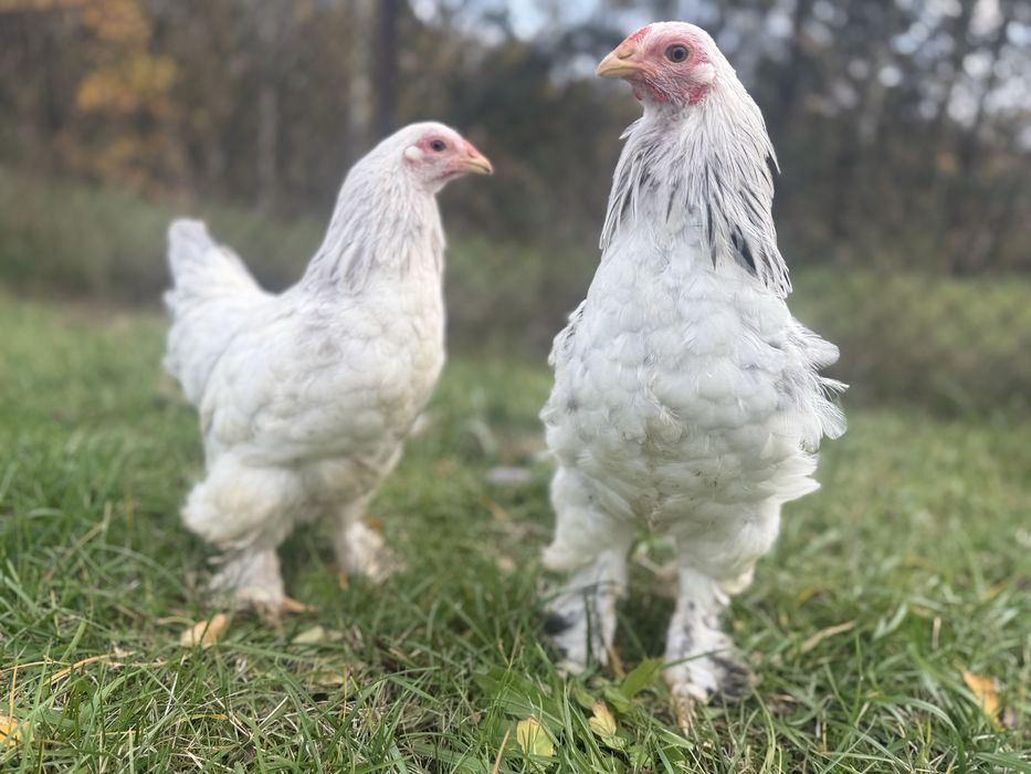 Brahma miniaturowa gronostajowa czarna niebieska