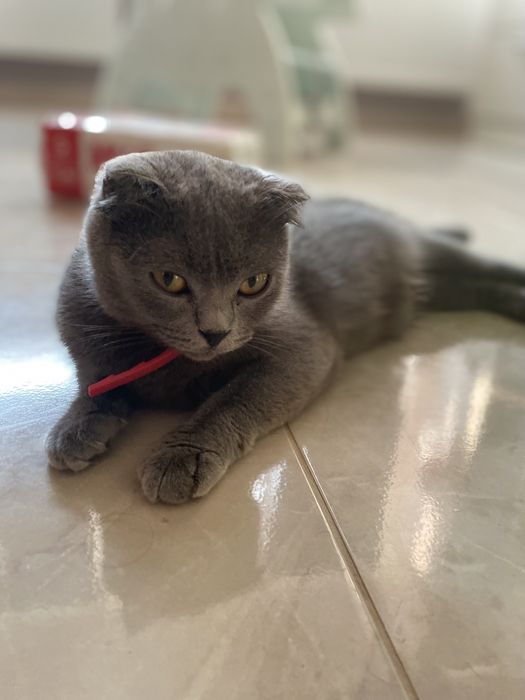 Шукаємо партнера для кішки