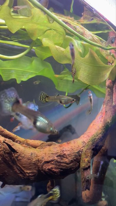 Guppys - machos e fêmeas para venda