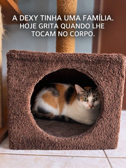 Dexy para adoção responsável