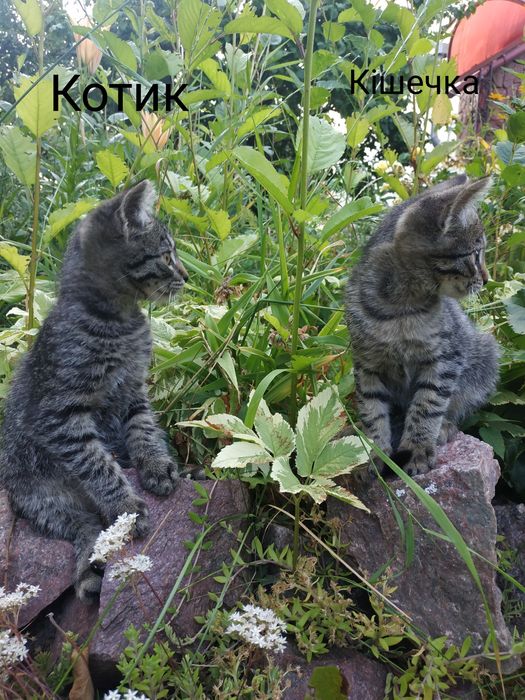 Віддамо кошенят в добрі руки