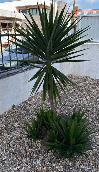 Plantas Yucca adultas, vários pés ou conjunto