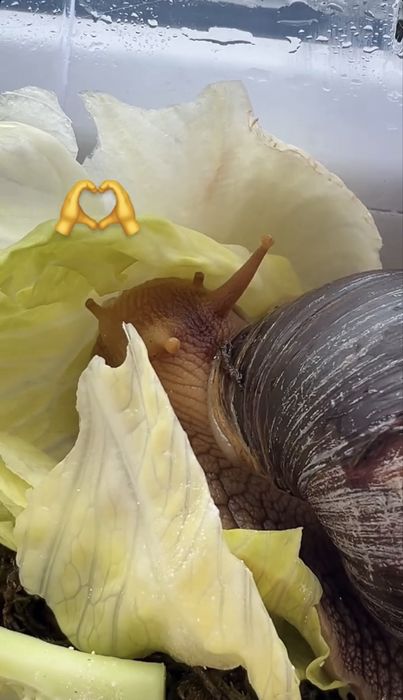 Віддам у добрі руки двох дорослих ахатін (з повним комплектом)