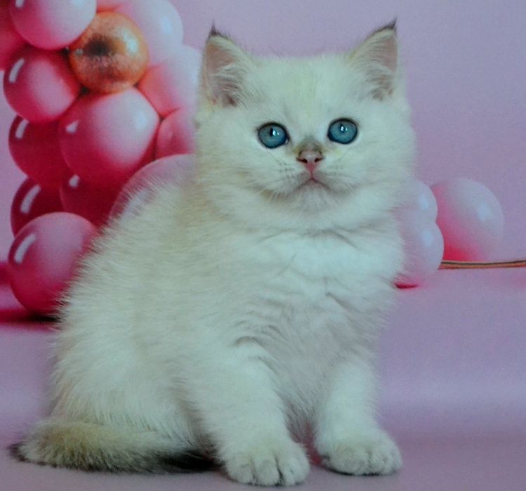 Серебристая шиншилла, кошечка и котик