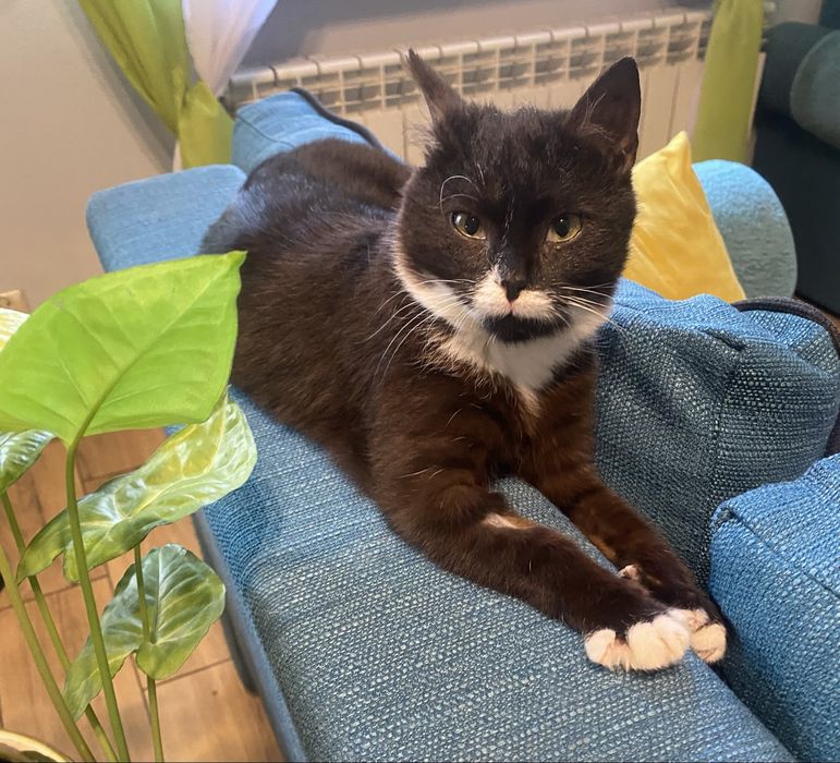 Kociczka 8-9 miesięcy do adopcji