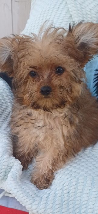 Я одна радість-йорчирський тер'єр