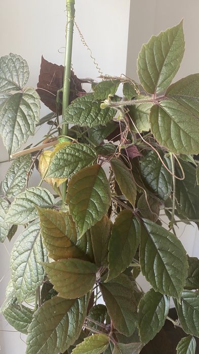 Cissus adenopoda, Цисус