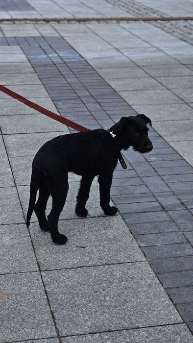 Pies do adopcji 4 miesiące