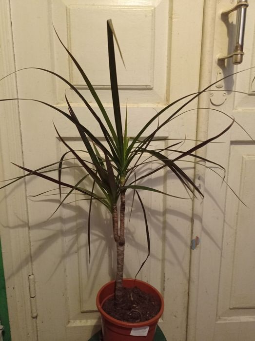 Драцена Маргината.