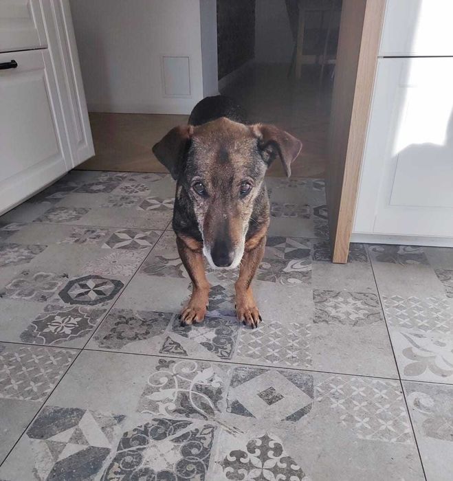 Bolek mały jamnikowaty pies z domu tymczasowego