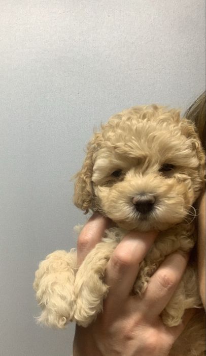 Хлопчики і дівчатка  той пуделятка