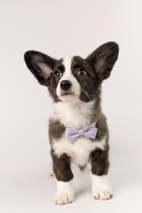 Szczeniak Welsh Corgi Cardigan – pręgowana dziewczynka