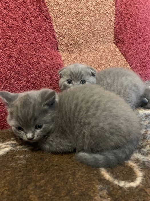 Весловухі котики