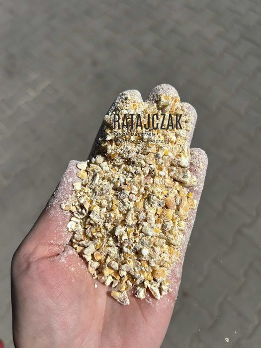 KUKURYDZA ćwiartki walcowana gnieciona 20kg możliwa wysyłka