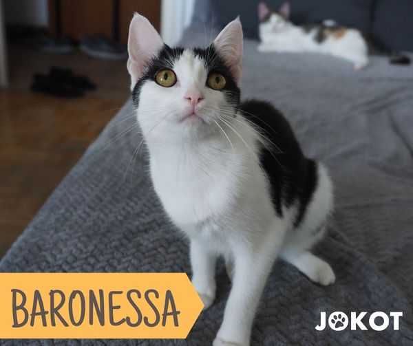 Baronessa - śliczna krówka pilnie szuka domku!