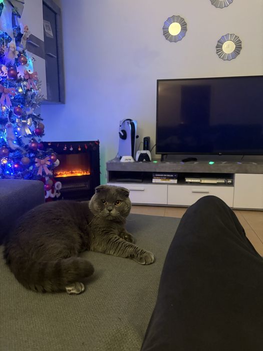 Scottish Fold para acalasar