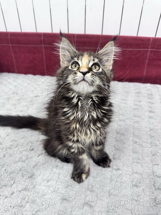 Котята,талісманчики,ручні кошенята