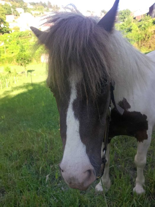 Ponei tipo shetland