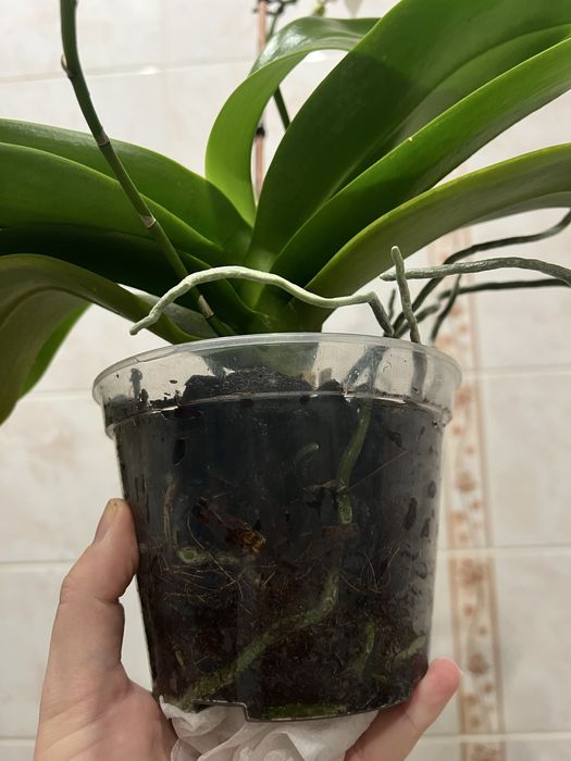 Орхідея фаленопсіс біла