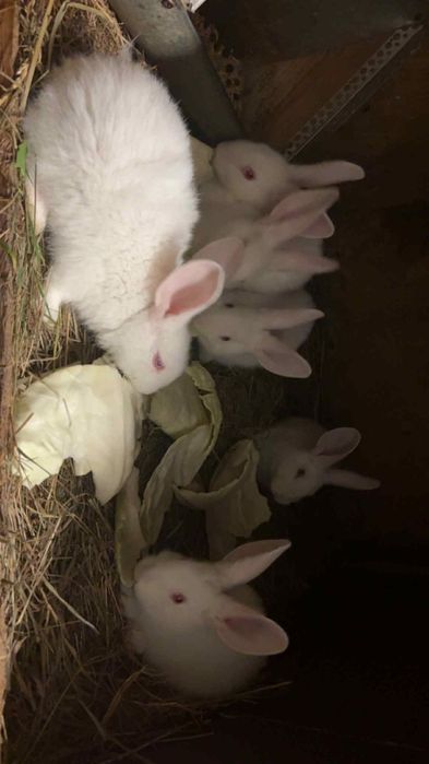 króliki termondy małe