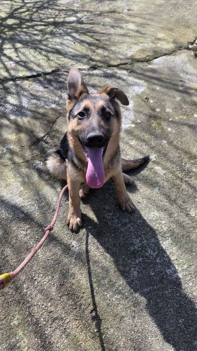 Pastor Alemão fêmea