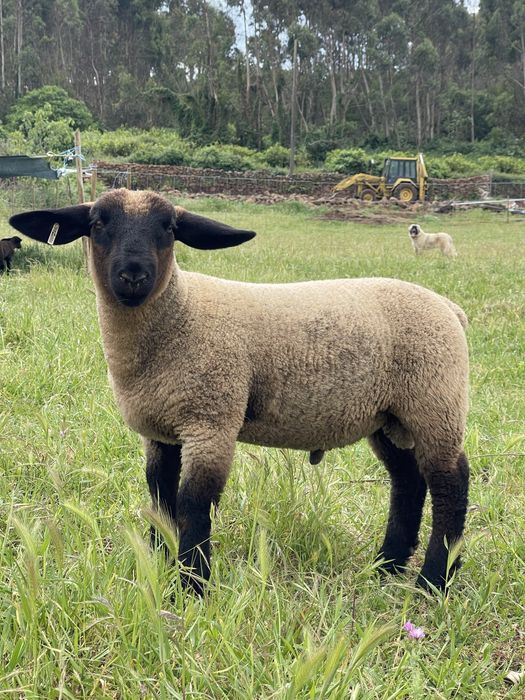 Borrego suffolk puro com certificado