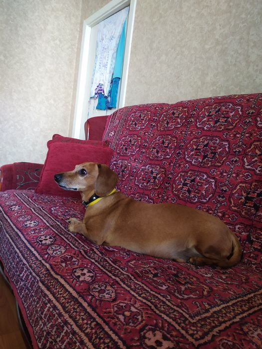 Перетримка у квартирі або вигул котів та собак.