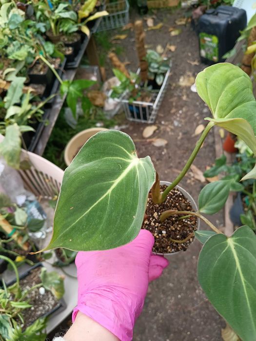 philodendron Gloriosum
