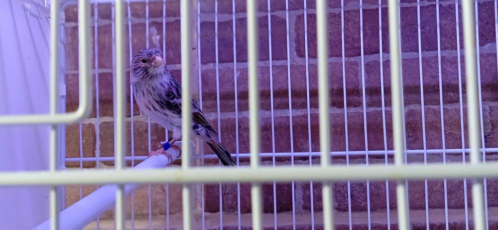 Canario Femea Agata Mosaico Vermelha de 2025